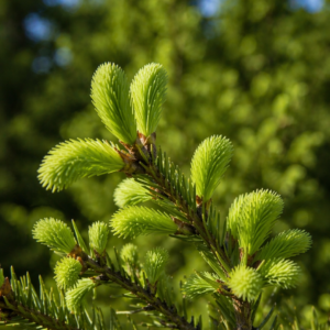 Kuusenkerkkäkimara (Ennakkomaksu)